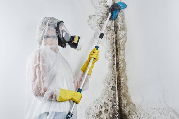 Best Commercial Mold Removal  in Lone Oak, TN