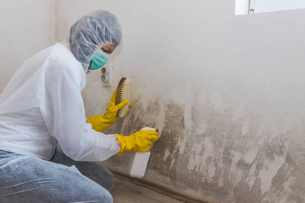 Best Attic Mold Removal  in Lone Oak, TN