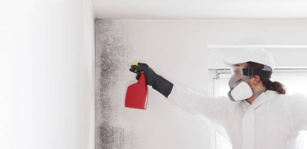 Professional Mold Removal in Lone Oak, TN