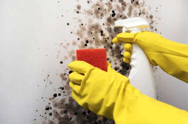 Best Toxic Mold Removal  in Lone Oak, TN