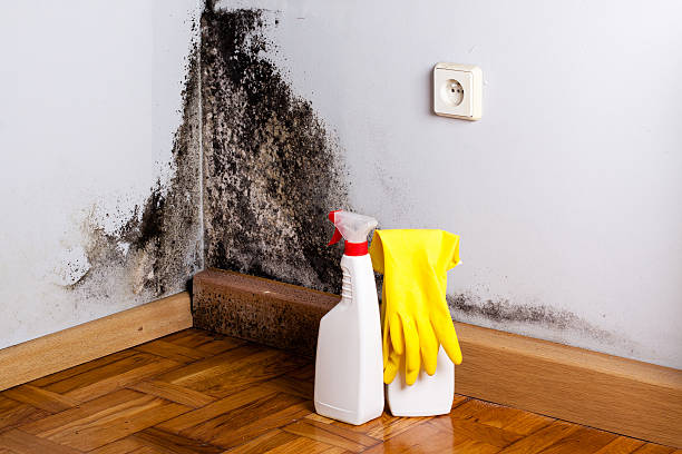 Best Residential Mold Removal  in Lone Oak, TN